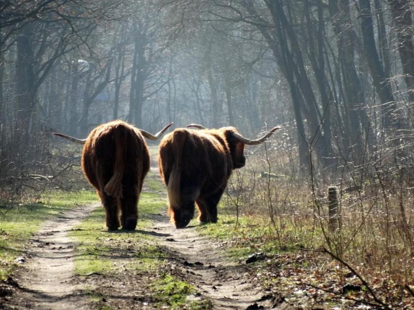 Bed and Breakfast Slapen Bij De Buurvrouw Castricum Esterno foto